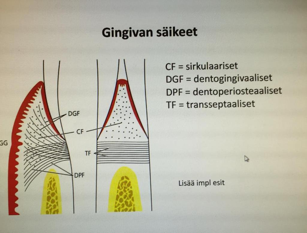 o semisirkulaariset säikeet kiertävät yhtä hammasta, transgingivaaliset kiinnittyvät kahteen vierekkäiseen hampaaseen Soluista erittäin lyhyesti: ikenen sidekudoksesta pääosa fibroblasteja (kudoksen