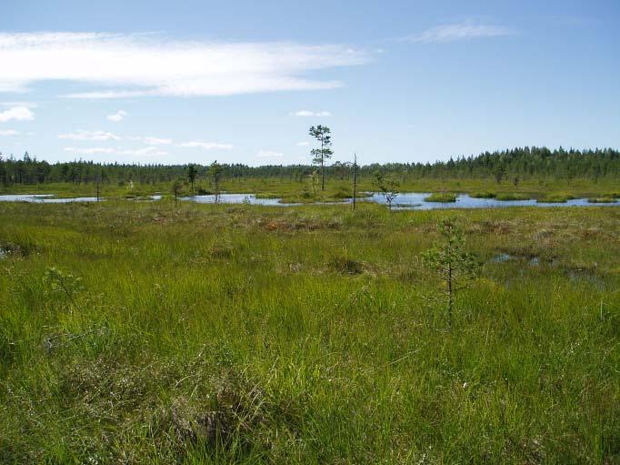 Rimpinevarämeellä