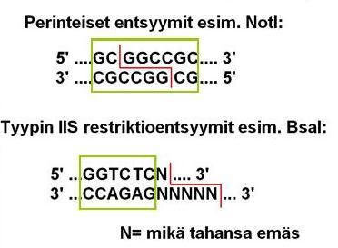 10 3 GOLDEN GATE SHUFFLING (GGS) Perinteisesti haluttua proteiinia koodaava geeni eristetään ja siirretään vektoriin erilaisten restriktioentsyymien avulla.