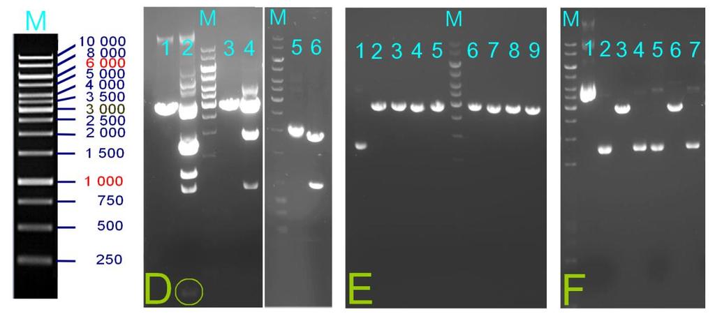 31 Kuva 4. pgapz A:n mutatointikierrokset 1,2 ja 3. M: 1 kb DNA Ladder, Fermentas, vasemmalla markkerin nauhakoot. D: mutatointikierros 1.