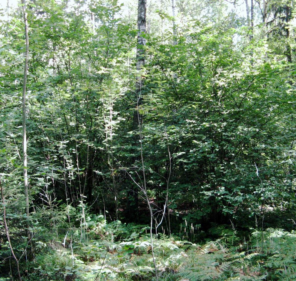 MUUTTOLINNUNMÄEN