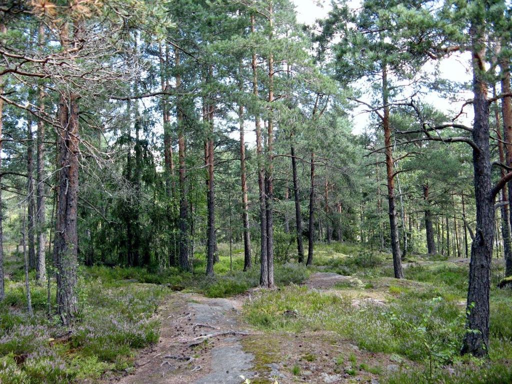 Kuva 5. Kalliomännikköä Muuttolinnunmäen laelta.