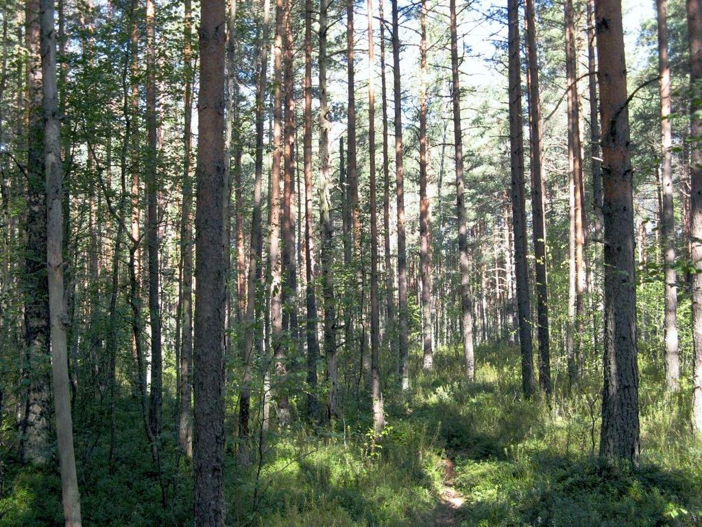 Suon itälaidassa on sähköasemalle päätyvä voimalinja, jonka johtoaukea on raivattu puuttomaksi. Aukealla on tiheä suopursusta ja juolukasta koostuva rämevarvusto.
