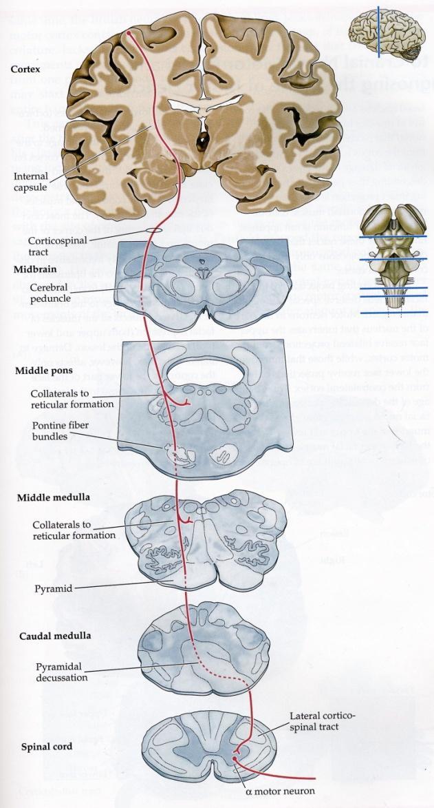 Kortikospinaalirata aksonit capsula internassa muodostavat lateraalisen