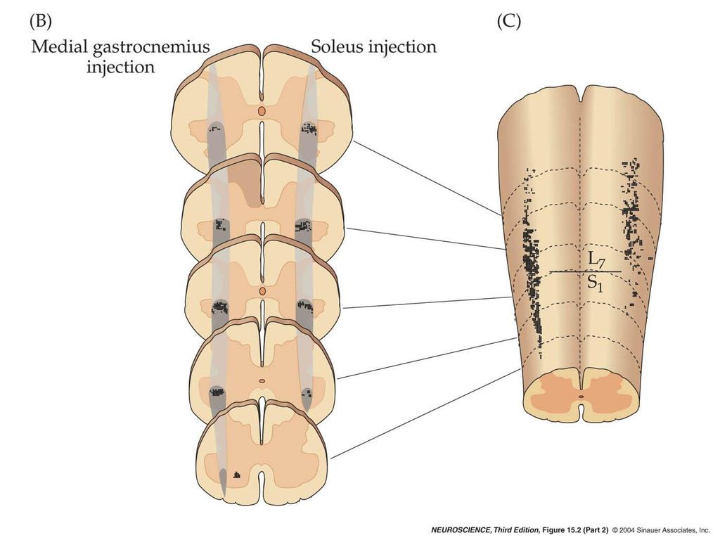 15.2 Organization of lower motor neurons in