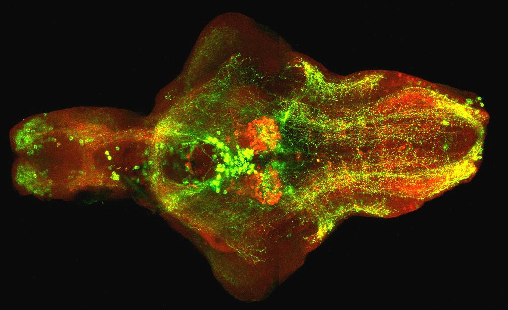 Zebrafish (9 dpf, 210 hpf), catecholaminergic and