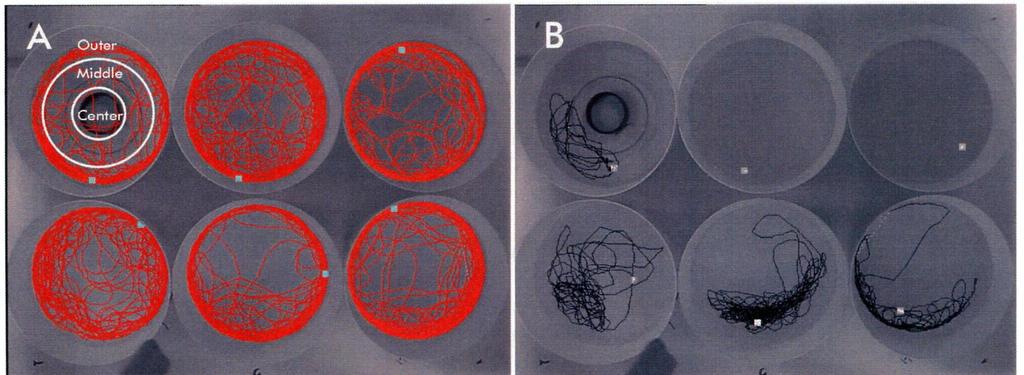 Effect of 6-OHDA on zebrafish