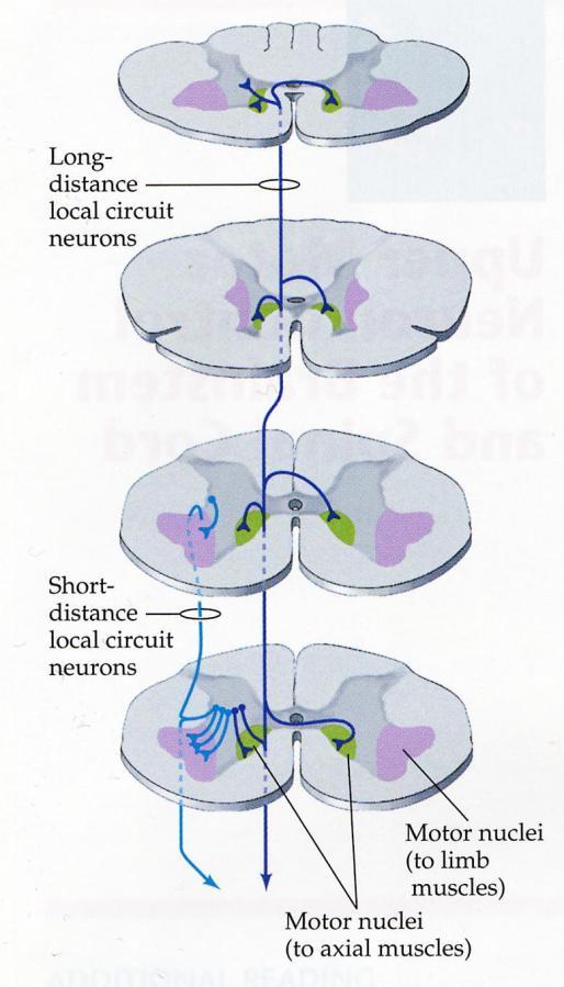 Interneuronien järjestyminen Etusarven mediaaliosan hermosolut ulottuvat usean segmentin yli ja