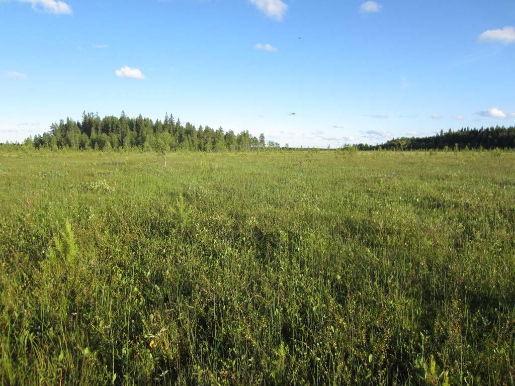 4 Kuva 2. Lettonevaa, jolla suovalkku esiintymä havaittiin.