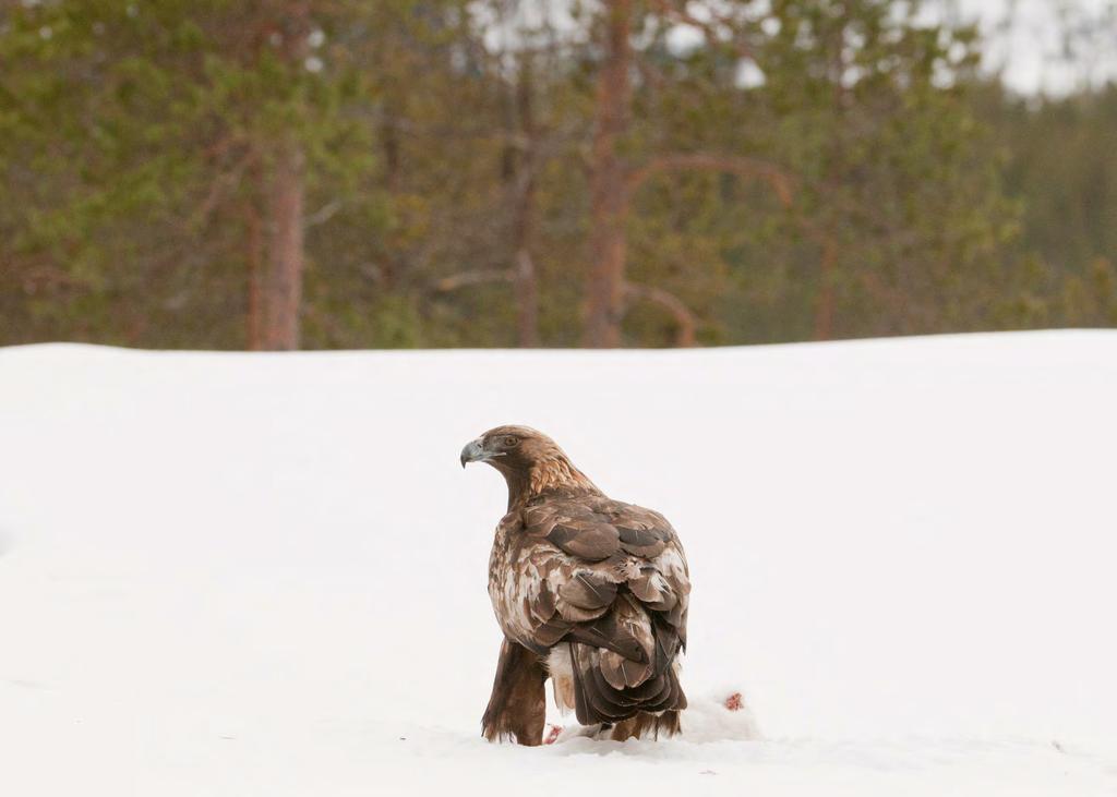 Kuusamo maailmanmarkkinassa Yksi näkökulma Samuli