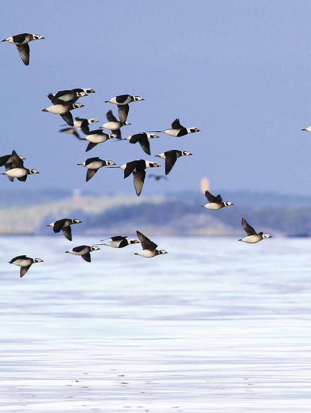 LinnustonSeuranta lukumäärät saattavat muuttaa arvioita erityisesti avomerellä viihtyvien lajien osalta.