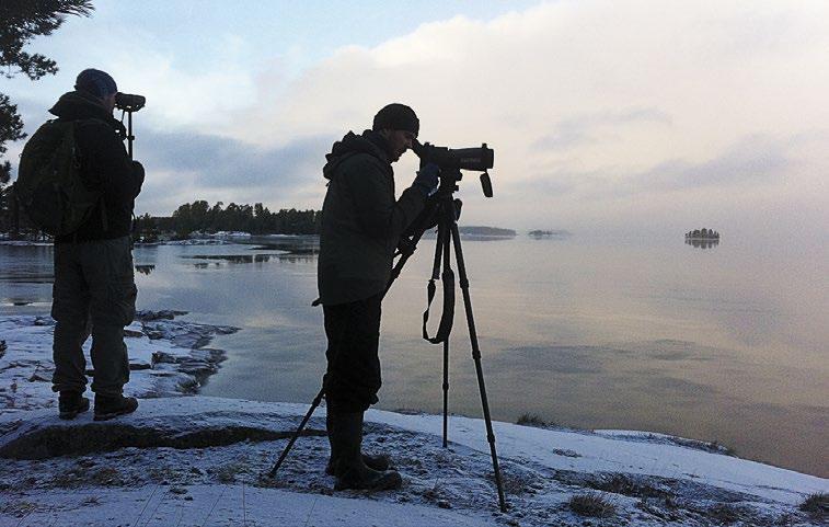 LinnustonSeuranta koskelon poikkeaminen johtuu alkutalven esiintymisen suuresta vaihtelusta erityisesti sisämaassa jäätilanteen mukaan.