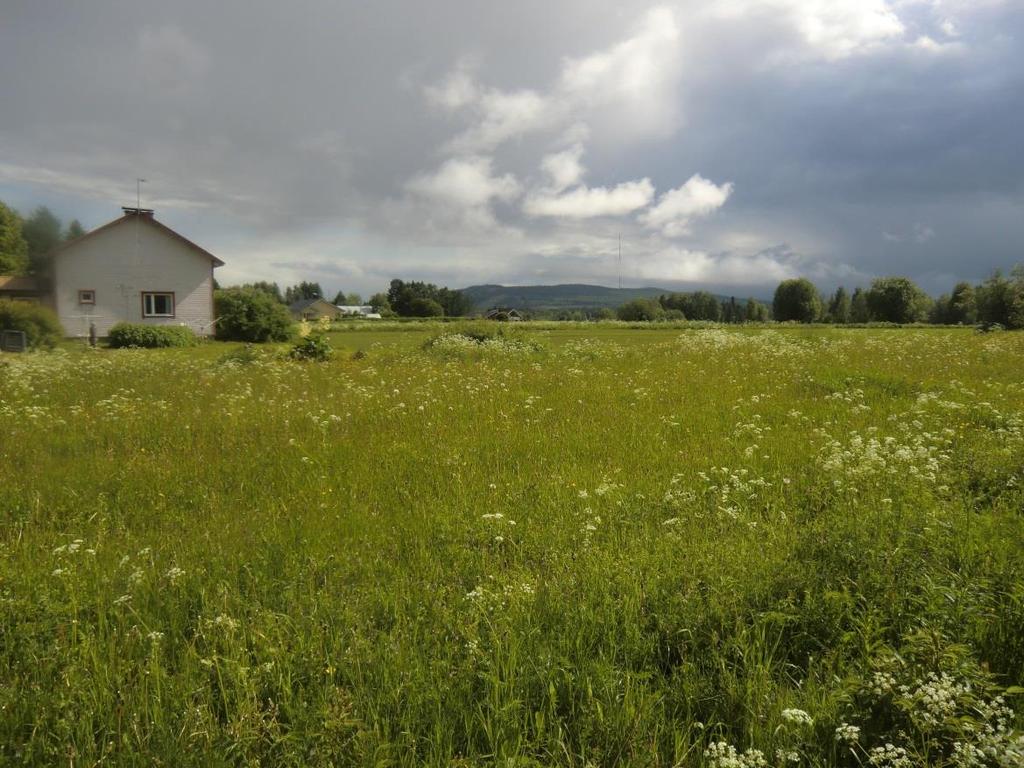 FCG SUUNNITTELU JA TEKNIIKKA OY Vuokatin maisemaselvitys 10 (13) laitumista.
