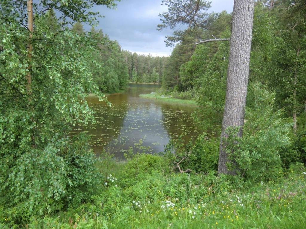 lampialueelle. Etualalla hienoja mäntyjä.