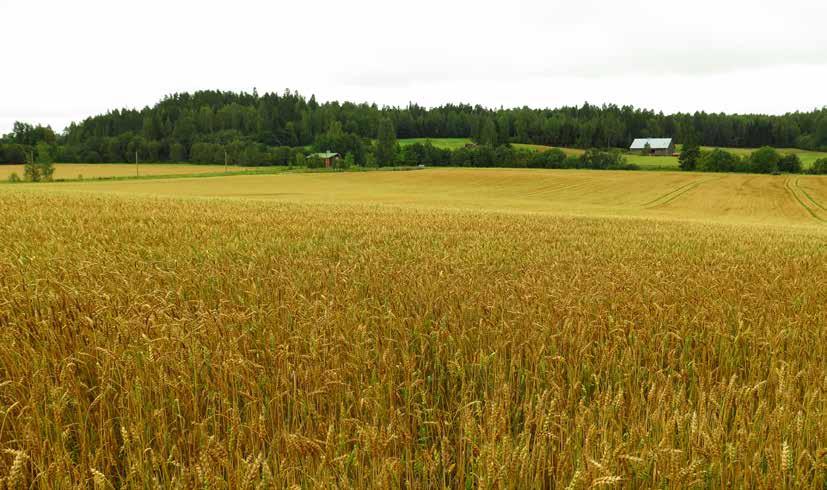 5.3 Maisemapellot B1 Maisemapeltoja on paljon eri puolilla Länsi-Vantaata, yhteensä 38 kappaletta. Suurin osa alueista on tavanomaisessa viljelykäytössä.