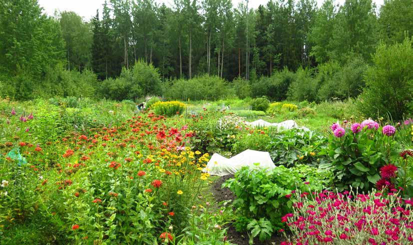 5.8 Erityisalueet E (Palstaviljelyalueet) Länsi-Vantaalla on nykyisin käytössä yhdeksän palstaviljelyaluetta. Palstaviljelyalueiden määrää lisätään jatkossa kysynnän mukaan.