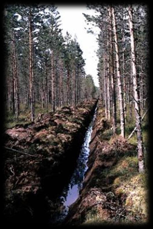 kuntoa, mutta