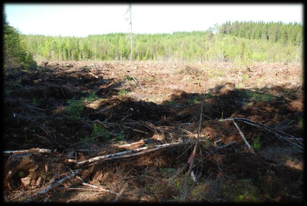 Ukonsuon metsätaloustoimenpiteinä turvemaan uudistushakkuu,