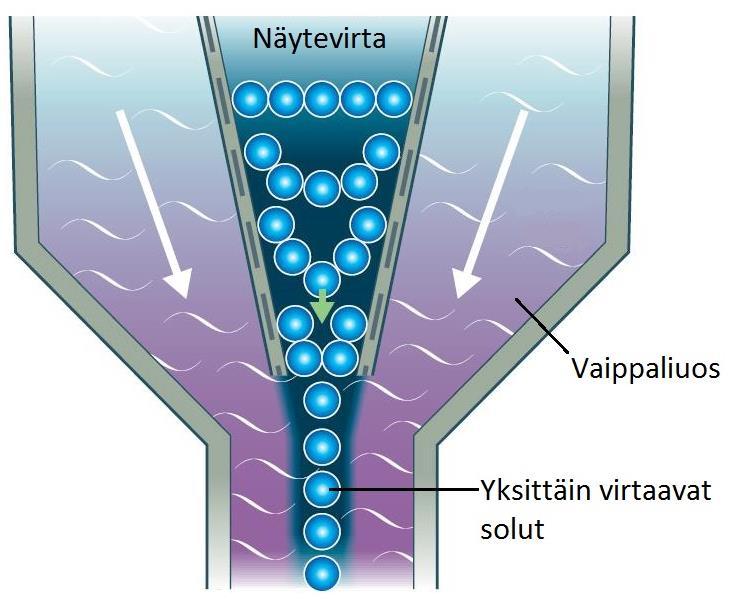 28 7.1 Virtaussytometria Ennen näytteen analysointia virtaussytometrillä solususpensiosta yleensä poistetaan punasolut lyysaamalla (Mc Kenzie & Williams 2015, 855).