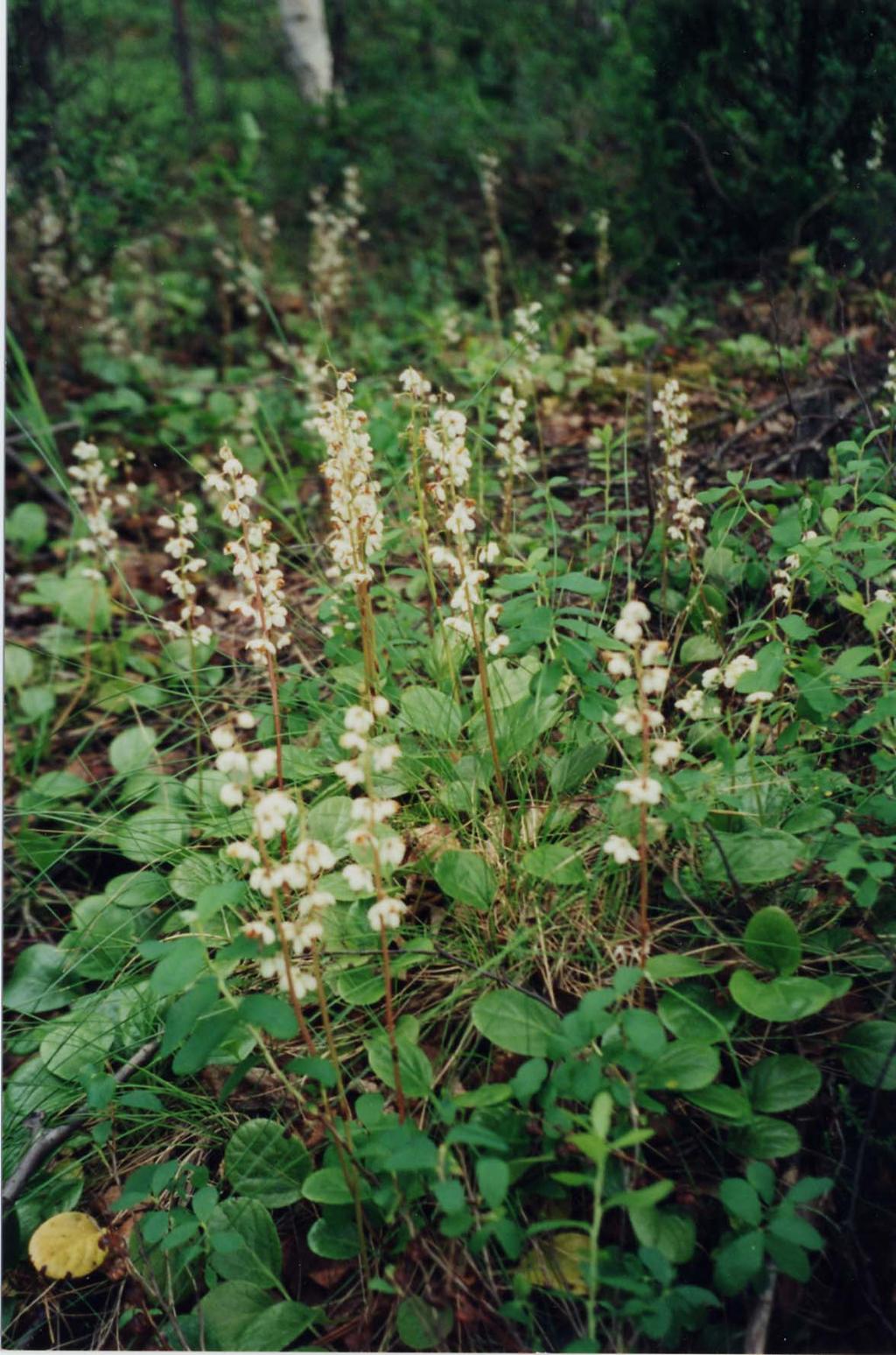 Kiuruvedellä tutkitut suot ja niiden turvevarat. Osa 5 Kuva 11. Isotalvikilla (Pyrola rotundifolia) on nahkamaiset lehdet, jotka säilyvät vihreinä yli talven.