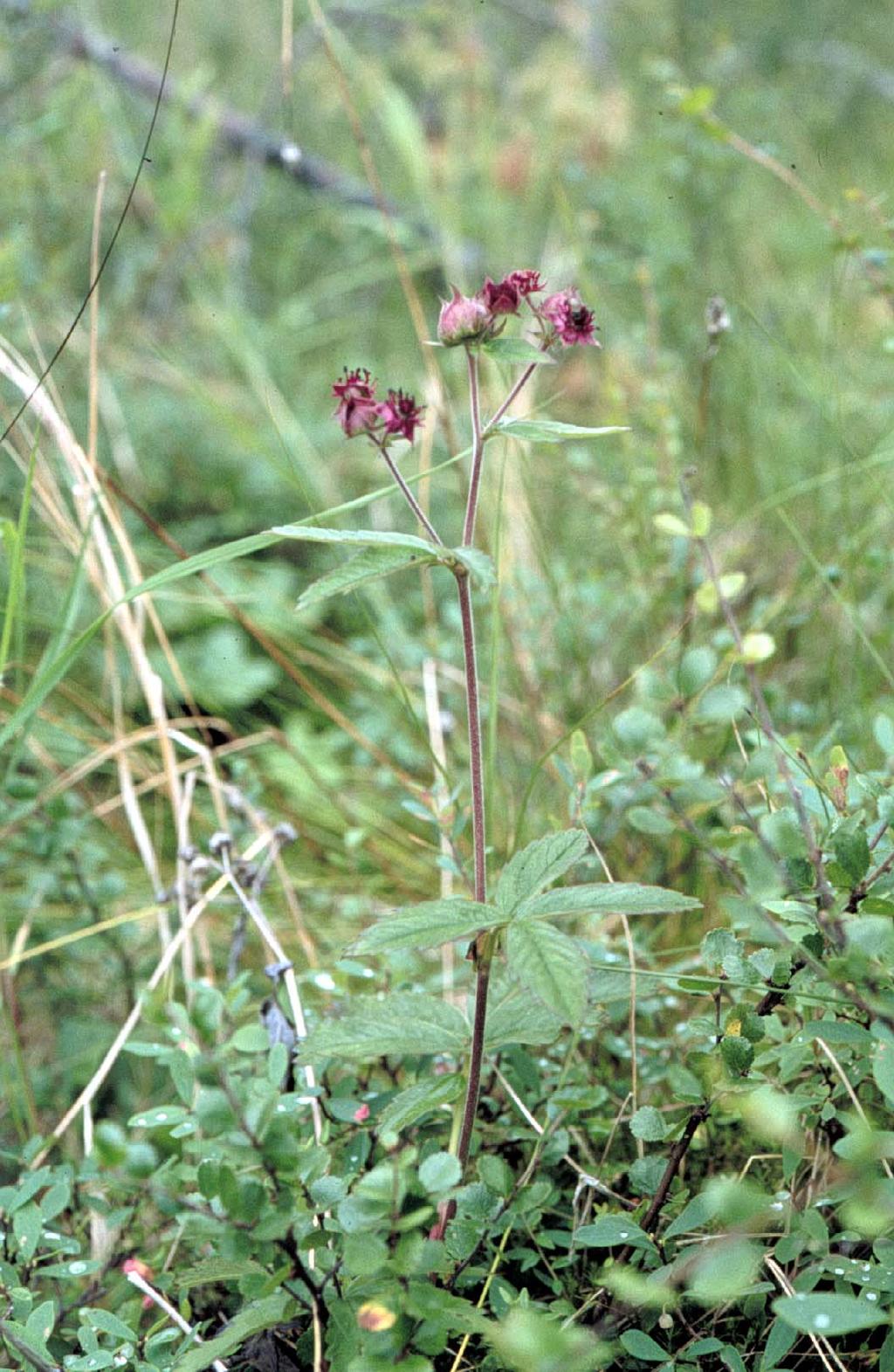 Kuva 17. Kurjenjalka (Potentilla palustris) on ruusukasveihin kuuluva kosteiden nevojen, lettojen, luhtien, korpien ja rantojen monivuotisruoho, jonka hedelmät ovat pieniä pähkylöitä.