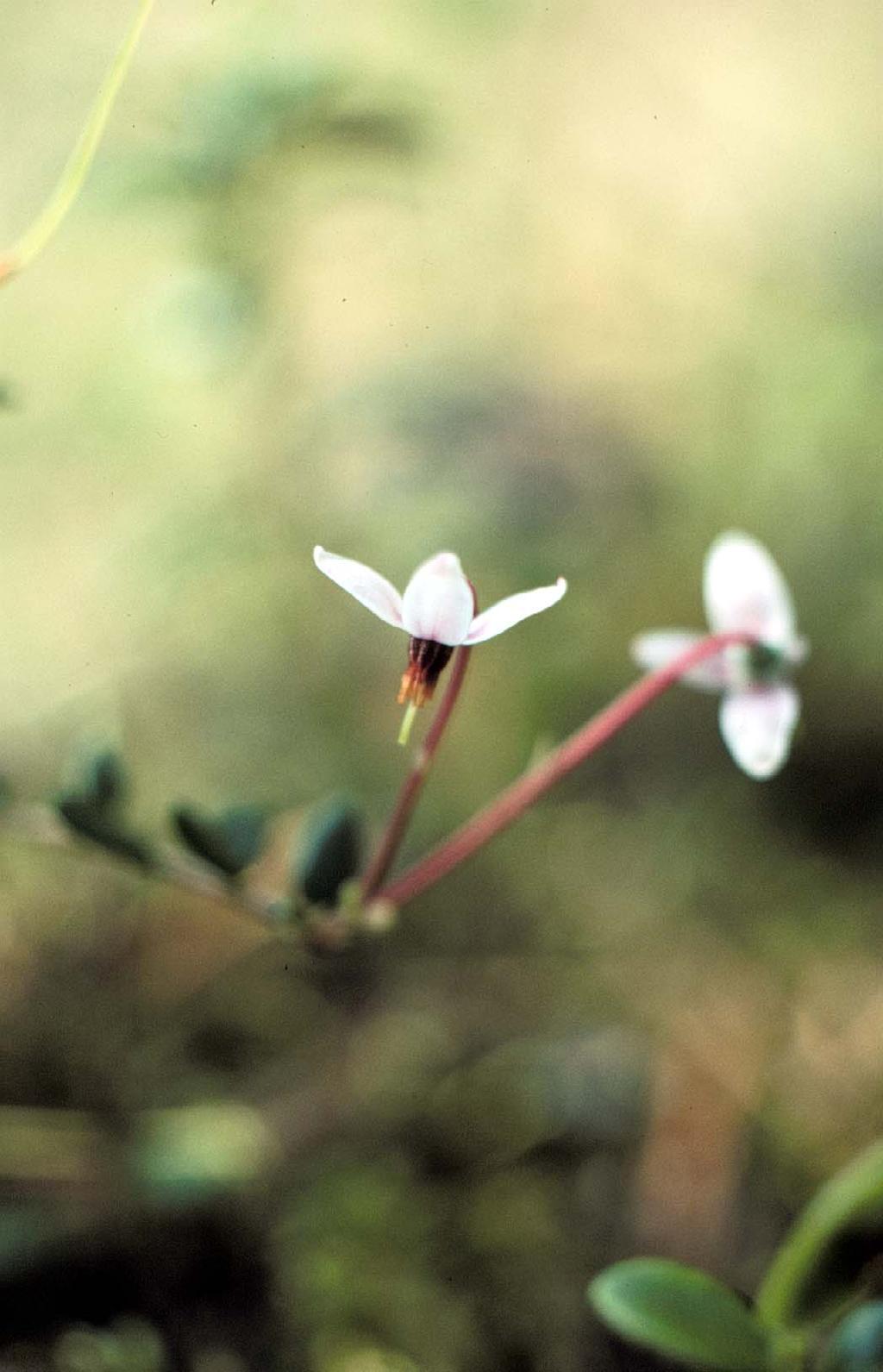 Kuva 21. Isokarpalo (Vaccinium oxycoccos) on kanervakasveihin kuuluva ainavihreä varpu, jonka hennot sammaleissa luikertelevat varret voivat tulla lähes metrin mittaiseksi.