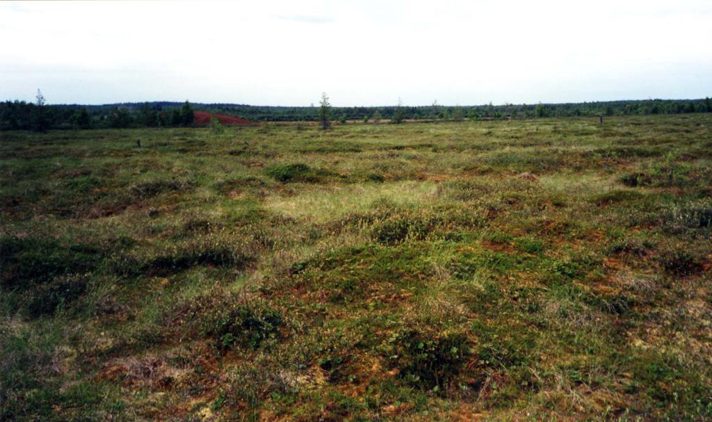 Kiuruvedellä tutkitut suot ja niiden turvevarat. Osa 5 Tutkimuspisteistä on runsas kolmannes turvekankaalla ja vajaa kolmannes turvepellolla.