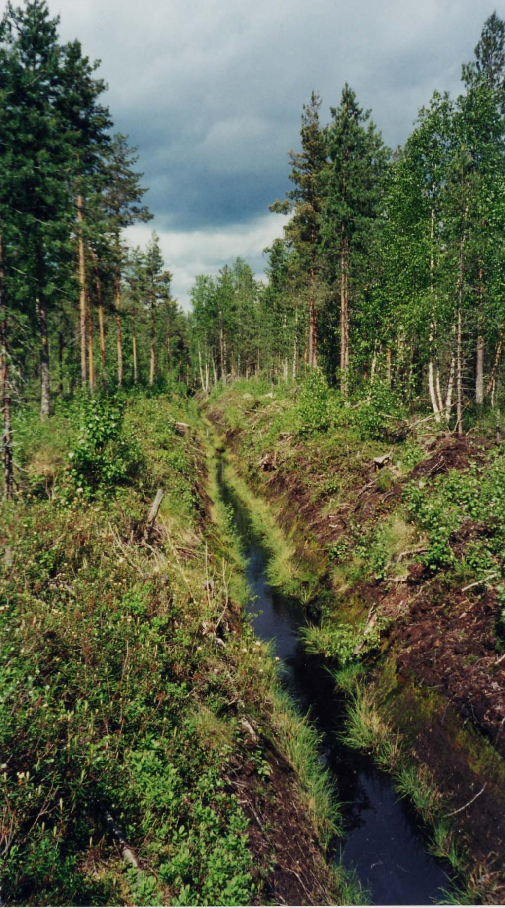 Kiuruvedellä tutkitut suot ja niiden turvevarat. Osa 5 Kuva 32. Kunnostusojitusta Kukonaron pohjoisosassa. Ympäristön suotyyppinä on puolukkaturvekangas. Kuvanottopaikalla on turvetta 1,0 m (kuva ).