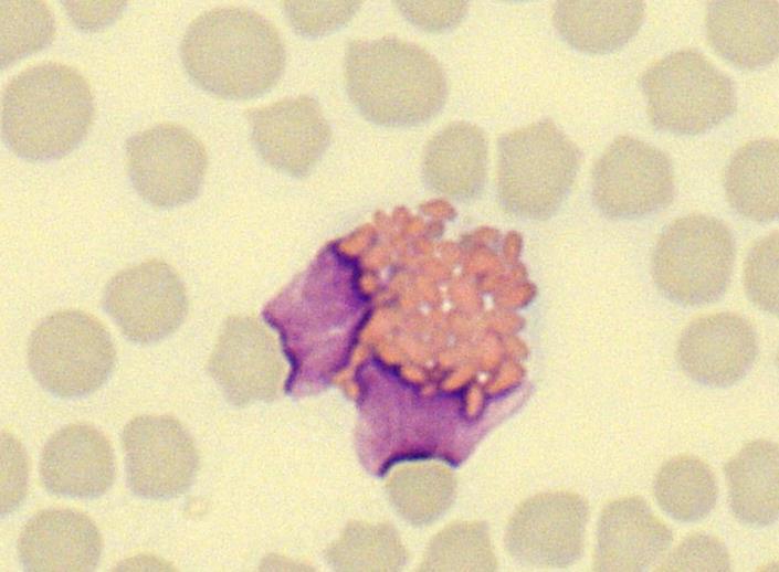 17 5.4 Eosinofiilit Eosinofiilien ulkonäkö vaihtelee paljon eri lajien välillä. Hevosten eosinofiilit ovat helposti tunnistettavissa suurten granuloidensa ansiosta.