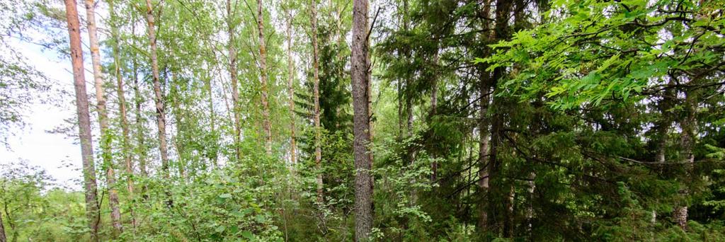 Kaarreniemi (uusi kohde) Muinaisjäännöstunnus: 1000028784 Muinaisjäännöstyyppi: Alatyyppi: Ajoitus: Laji: työ ja valmistuspaikat tervahaudat historiallinen kiinteä muinaisjäännös Koordinaatit (ETRS