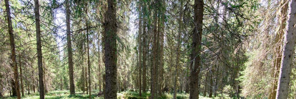 Pieni Pölly (uusi kohde) Muinaisjäännöstunnus: 1000028787 Muinaisjäännöstyyppi: Alatyyppi: Ajoitus: Laji: työ ja valmistuspaikat tervahaudat historiallinen kiinteä muinaisjäännös Koordinaatit (ETRS