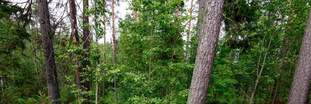 Rauramonlampi 2 (uusi kohde) Muinaisjäännöstunnus: 1000028789 Muinaisjäännöstyyppi: Alatyyppi: Ajoitus: Laji: työ ja valmistuspaikat tervahaudat historiallinen kiinteä muinaisjäännös Koordinaatit