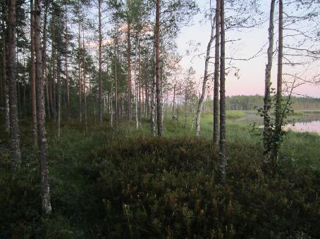 PESOLAN JA KORKEAMAAN TUULIVOIMAPUISTOJEN LEPAKKOSELVITYS 10 Kuva 5-2.