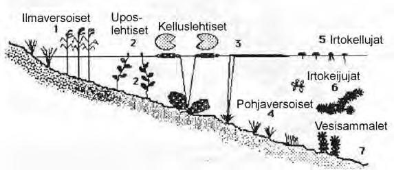 22 2.7 Vesi- ja rantamakrofyytit Vesi- ja rantakasvillisuus on tärkeä osa suomalaista vesiluontoa ja maisemaa.