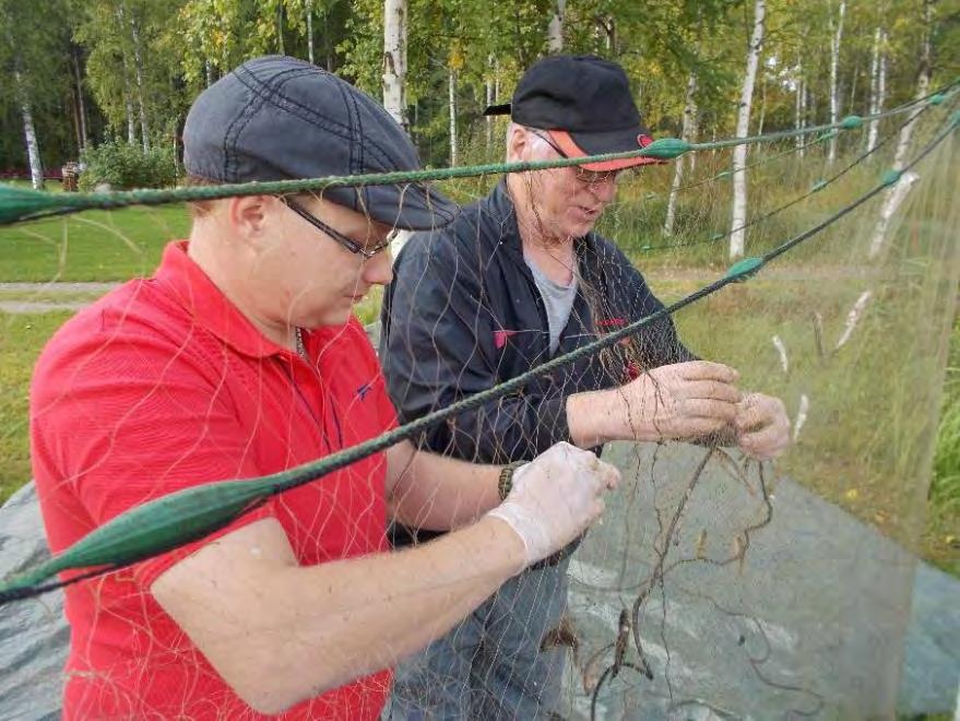 60 6 Mehtolanlahti 6.1 Kalastorakenne Kuva 16. Mehtolanlahden kalansaalista päästämässä Joonas Hirvonen (vas.) ja Olavi Tynkkynen. Kuva: Tarmo Tossavainen (2015b).