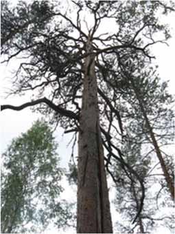 Metsänhoidon suositukset Kenelle tehty? Metsänhoidon suositusten näkökulmana on metsänomistaja.