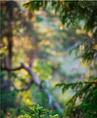 Metsätalouden kehittämiskeskus Tapio Metsäalan asiantuntemus käytössäsi Tarjoamme vastuullisia ja kannattavia ratkaisuja metsiin perustuvassa biotaloudessa.