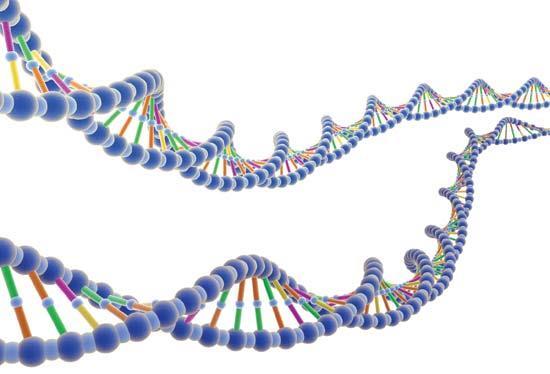 DNA-testit sukututkimuksessa 28.11.