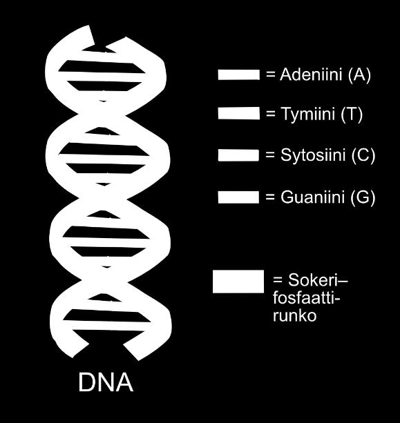 Solu tuma kromosomit 23 paria DNA Tumassa olevat kromosomit periytyvät