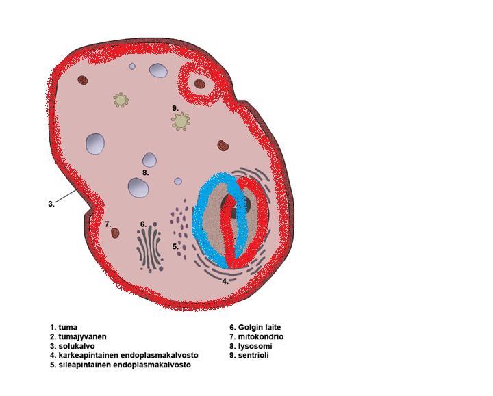 Solu mitokondrio DNA mtdna 1-16569