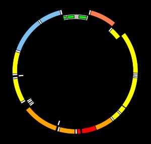 mitokondrioissa oleva mtdna periytyy