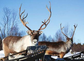 TALOUDELLISET REUNAEHDOT: ELINKEINO- JA LIIKETOIMINTA Matkailuvetoisissa kunnissa aluetalous voi olla jopa riippuvainen matkailusta.