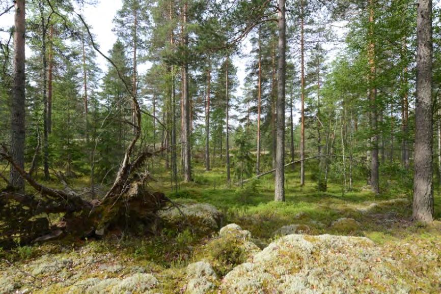 välisessä alanteessa kohoaa loivasti eteläsuuntaan