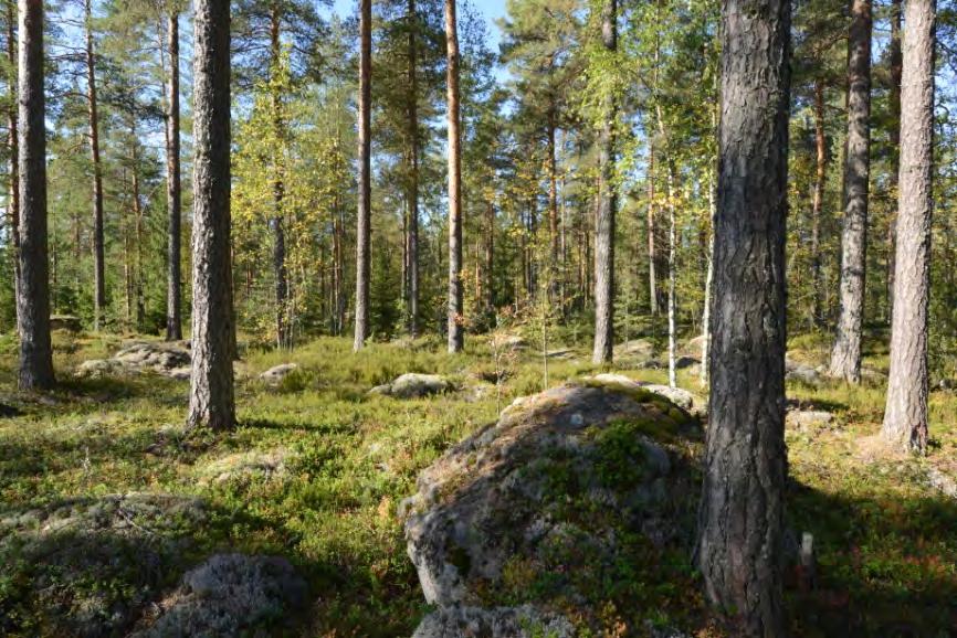 Selkosaarenkallioiden idänpuoleinen lakimetsä valtatien kallioleikkauksen pohjoispuolella 8265.