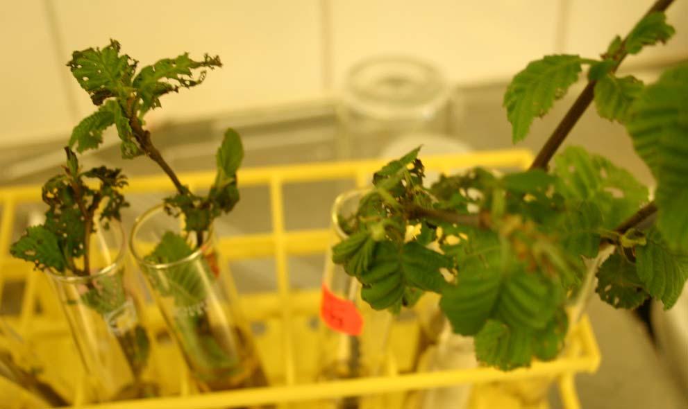 4.2.3 Lännenharmaaleppä (Alnus incana subsp. tenuifolia, 1995-0593) Lännenharmaalepän luontainen levinneisyysalue on Pohjois-Amerikan luoteisosassa.