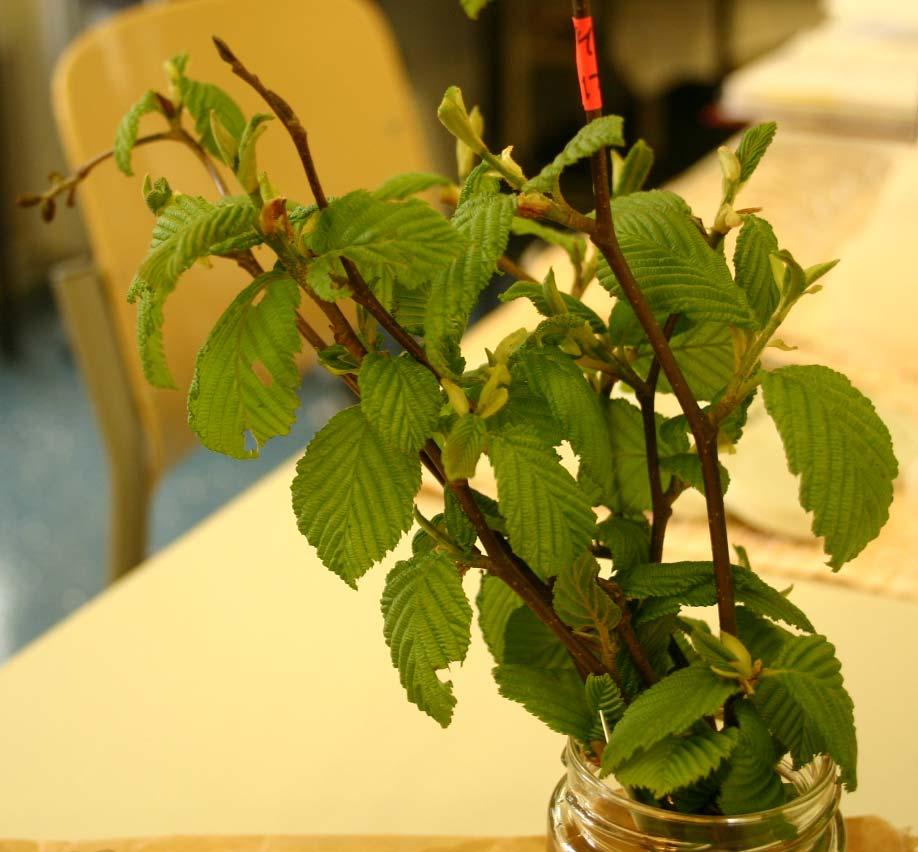 Kuva 6 Amerikanharmaalepän mikrolisäyksen aloitusmateriaalia. 4.2.8 Sitkanleppä (Alnus sinuata, 1995-0517) Sitkanleppää esiintyy luontaisesti läntisessä Pohjois-Amerikassa.