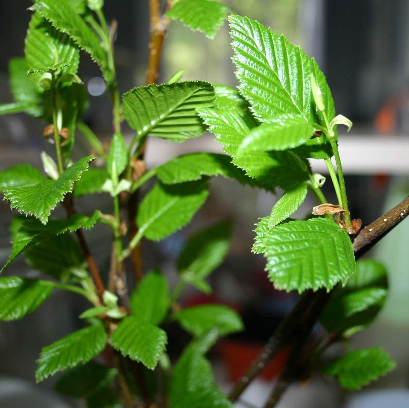 Sitkanlepän aloituspalat steriloitiin molemmilla kerroilla käyttäen menetelmää 1 % 10 min. Kuva 7 Sitkanlepän versoja, joita käytettiin mikrolisäyksessä, kuvattu 16.5.20