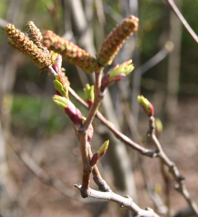 Kuva 9 Pensaslepän (Alnus viridis subsp. viridis, 1995-0043) versoja Kumpulassa 7.5.2008. Tälle pensaslepälle tehtiin kolme viljelmän aloitusta. 16.5. ja 27.5.2008 tehtiin viljelmän aloitukset versoista, jotka olivat kasviyksilöstä, jota merkittiin lyhenteellä EMO2.