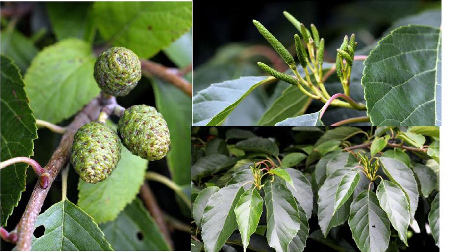 Alnus-suvun Kumpulan kantojen mikrolisäys Liite 1/3 Kuva 4.