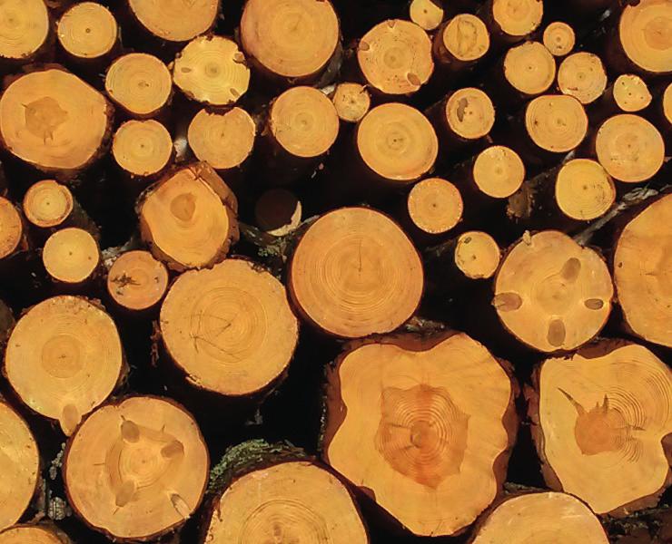 28 Metsä tutummaksi koululaisille Metsänhoitoyhdistys EteläSavo järjestää vuosittain runsaasti metsänomistajatilaisuuksia.